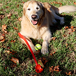 Zoomie Ball Launcher-Logo